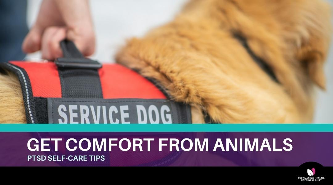 Get Comfort from Animals
