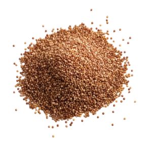 Photograph of Quinoa on a white background